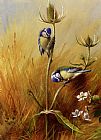 Archibald Thorburn Bluetits On A Teasel painting